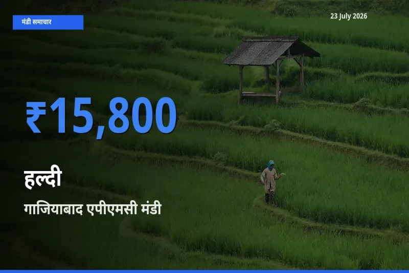 बाज़ार संकेत: गाजियाबाद एपीएमसी बना हल्दी के लिए आज की टॉप मंडी