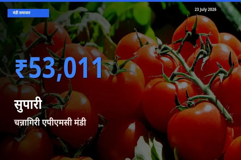 23 July अपडेट: सुपारी के सबसे ऊँचे दाम चन्नागिरी एपीएमसी मंडी में