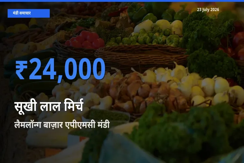 आज का मंडी भाव: सूखी लाल मिर्च के सबसे ज़्यादा दाम लैमलॉन्ग बाज़ार एपीएमसी में
