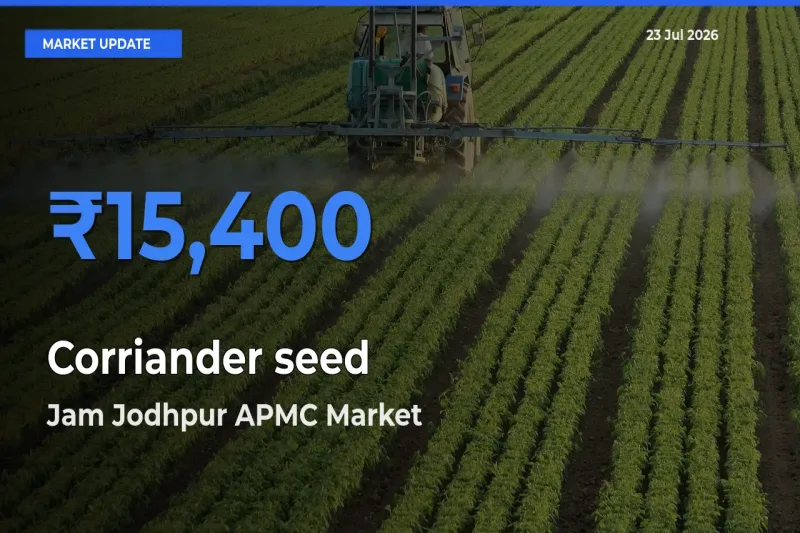 Market Watch: Jam Jodhpur APMC Becomes Top Mandi for Corriander seed