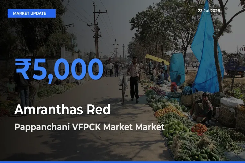 Pappanchani VFPCK Market Leads as Top Mandi for Amranthas Red Prices
