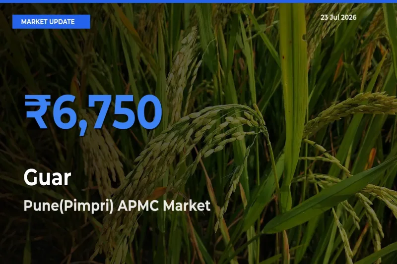 Pune(Pimpri) APMC Leads as Top Mandi for Guar Prices