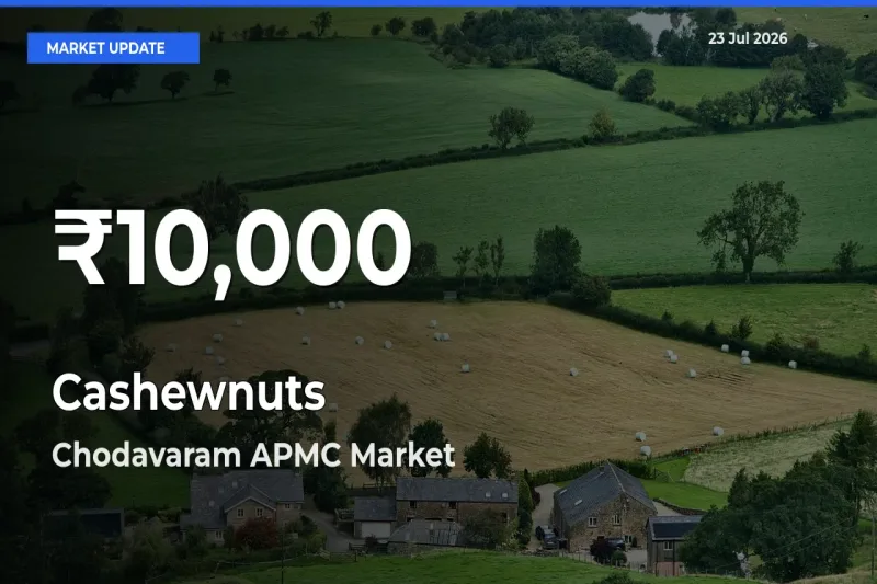 Cashewnuts Prices Touch 30-Day Low in Chodavaram APMC – July 23 Update