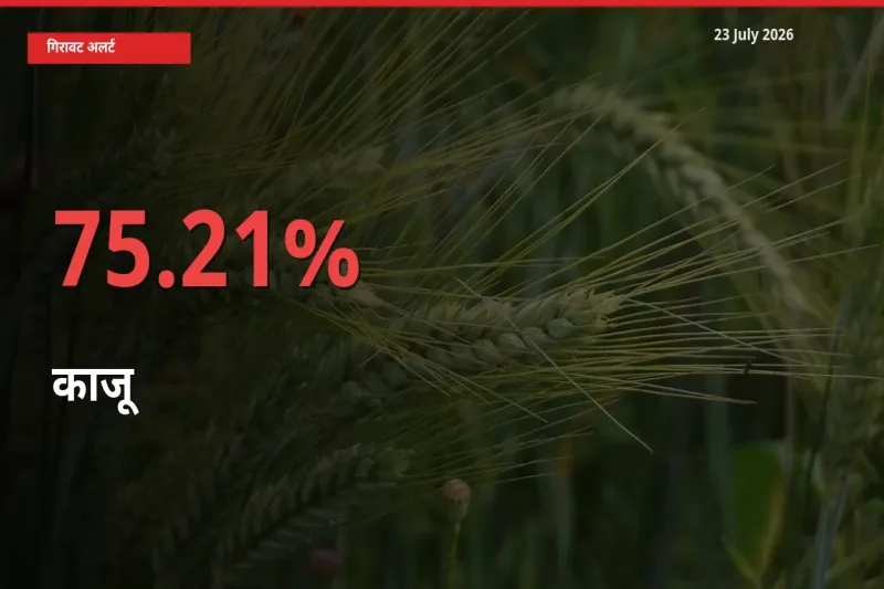 स्थानीय मंडी में काजू के दाम अचानक 75.21% गिरे, किसानों की चिंता बढ़ी