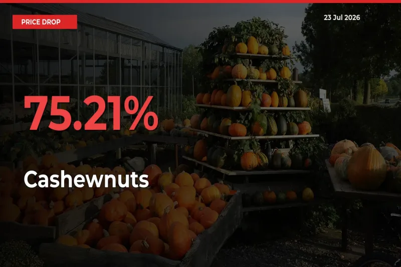 Sharp Fall! Cashewnuts Prices Plunge 75.21% in a Day at Key Mandis