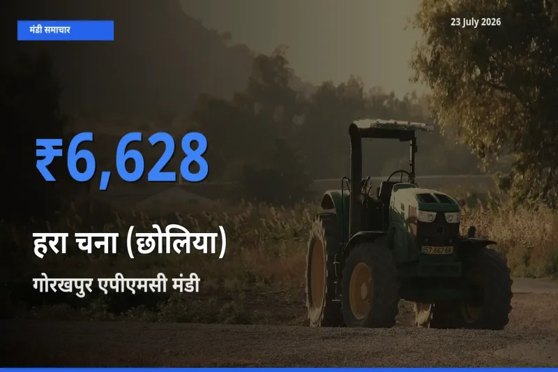 गोरखपुर एपीएमसी मंडी में हरा चना (छोलिया) ₹6,628 पर पहुँचा – आज का सर्वोच्च भाव