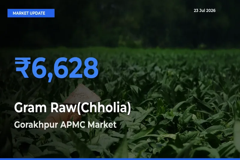 Farmers Prefer Gorakhpur APMC as Gram Raw(Chholia) Hits Highest Rate