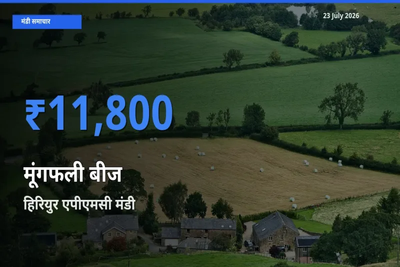 हिरियुर एपीएमसी मंडी में मूंगफली बीज ₹11,800 पर पहुँचा – आज का सर्वोच्च भाव