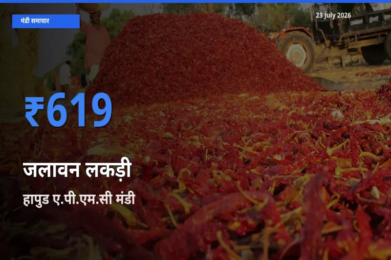 हापुड ए.पी.एम.सी मंडी में जलावन लकड़ी ₹619 पर पहुँचा – आज का सर्वोच्च भाव