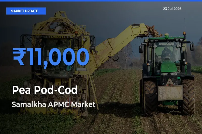 Samalkha APMC Tops Pea Pod-Cod Rates – July 23 Market Update