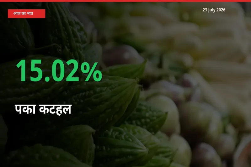 स्थानीय मंडी में पका कटहल के दाम अचानक 15.02% उछले, किसान सतर्क