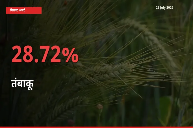 तंबाकू के दाम प्रमुख मंडी में 28.72% गिरे, 24 घंटे में बड़ा बदलाव