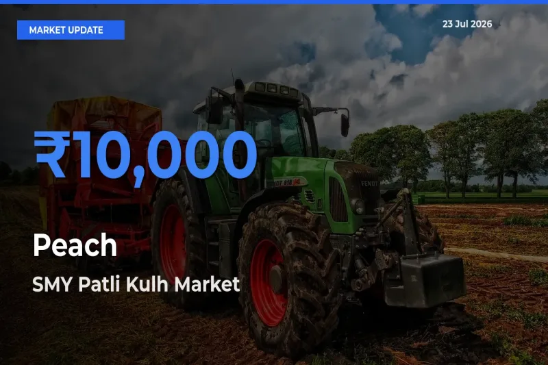 SMY Patli Kulh Offers ₹10,000 – Highest Peach Rate Today