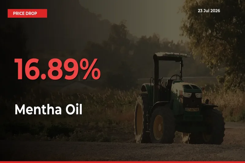 Mentha Oil Mandi Rate Today: Prices Fall 16.89% at Market