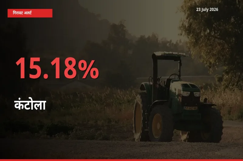 कंटोला के दाम प्रमुख मंडी में 15.18% गिरे, 24 घंटे में बड़ा बदलाव