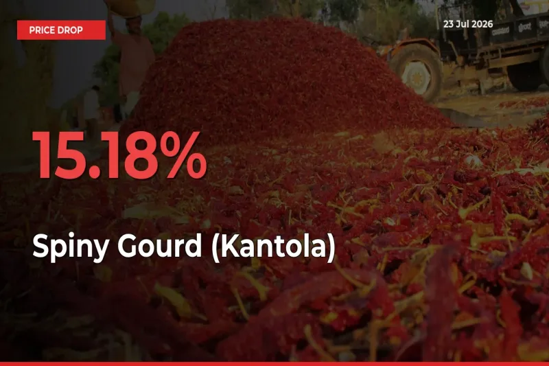 This Mandi Records 15.18% Fall in Spiny Gourd (Kantola) Prices