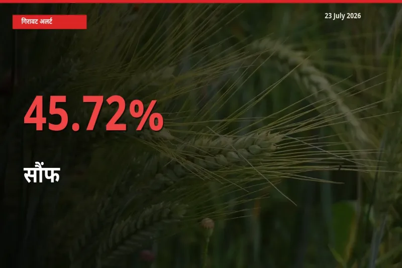 किसानों की चिंता बढ़ी! स्थानीय मंडी में सौंफ 45.72% गिरा