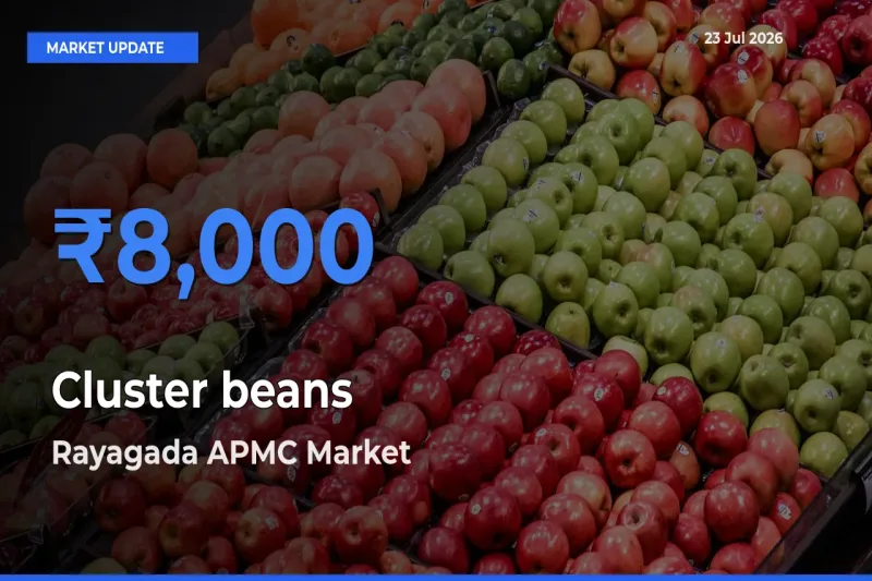 Cluster beans Mandi Rate Today: Rayagada APMC Tops the List