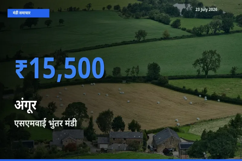 आज का मंडी भाव: अंगूर के सबसे ज़्यादा दाम एसएमवाई भुंतर में