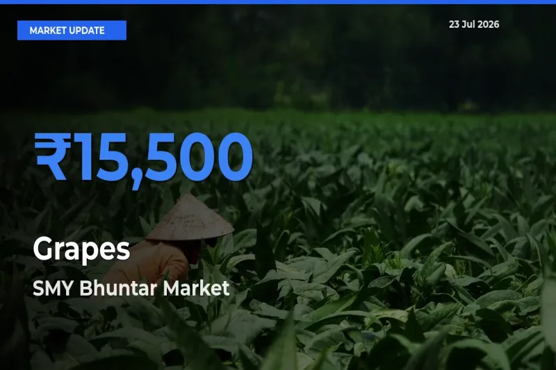 SMY Bhuntar Offers ₹15,500 – Highest Grapes Rate Today