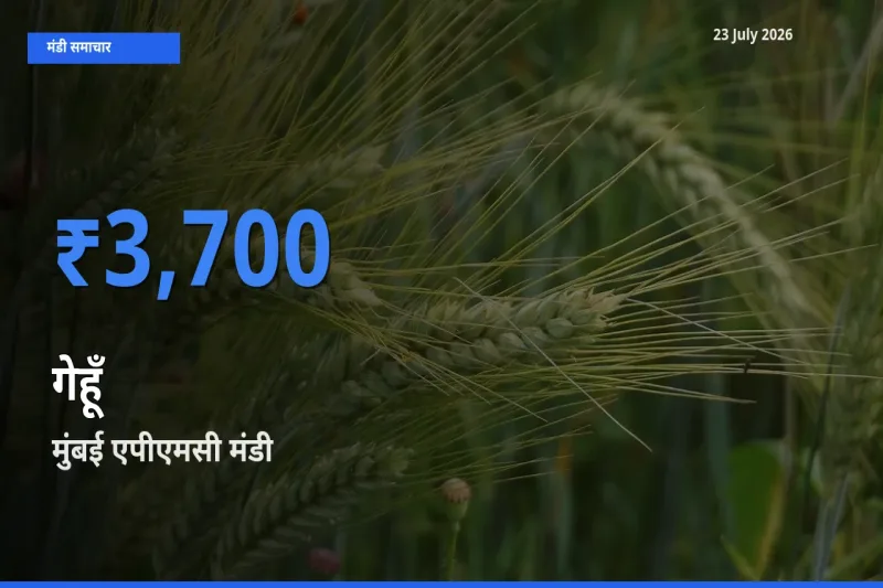 आज गेहूँ के सबसे ज़्यादा दाम मुंबई एपीएमसी मंडी में दर्ज