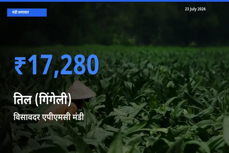 23 July अपडेट: तिल (गिंगेली) के सबसे ऊँचे दाम विसावदर एपीएमसी मंडी में