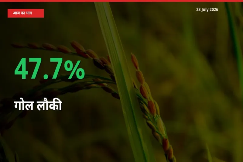 गोल लौकी 47.7% उछला, मंडी