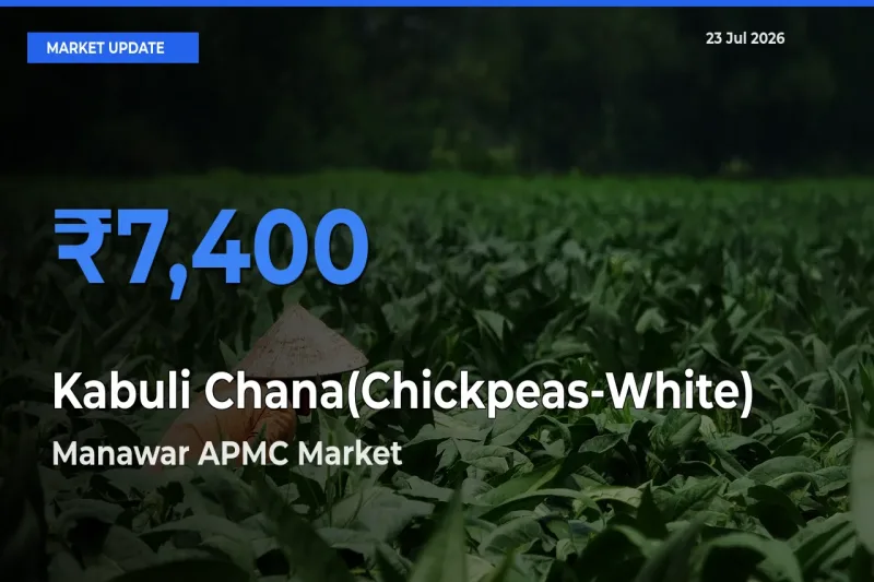 Manawar APMC Tops Kabuli Chana(Chickpeas-White) Mandi Rates Today