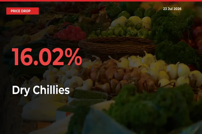 Dry Chillies Prices Drop 16.02% in 24 Hours at Major Mandis