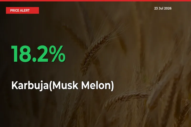 This Mandi Records 18.2% Jump in Karbuja(Musk Melon) Prices