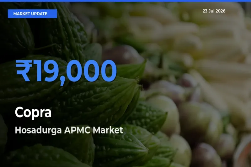 Hosadurga APMC Leads as Top Mandi for Copra Prices