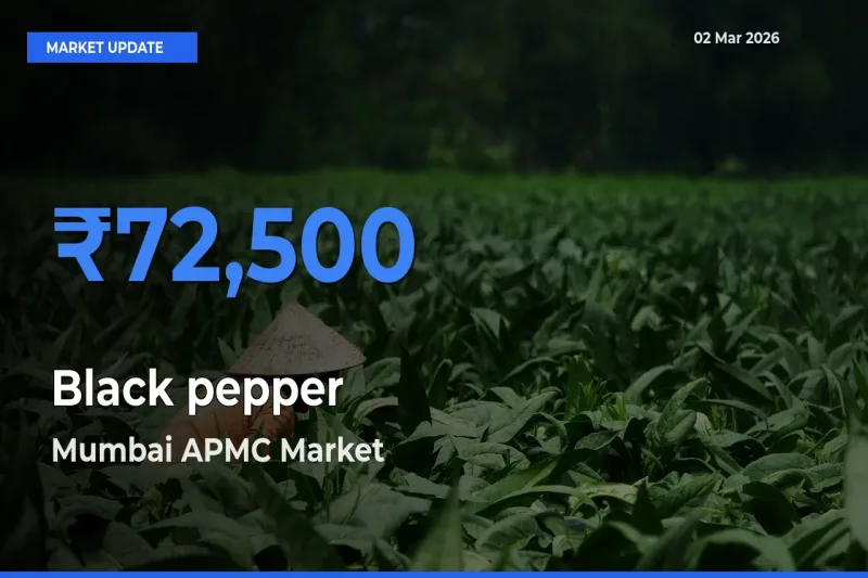 Farmers Prefer Mumbai APMC as Black pepper Hits Highest Rate