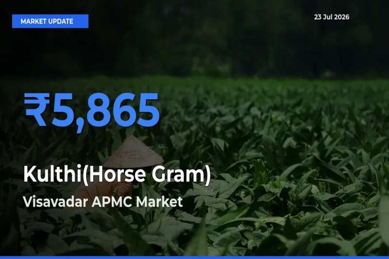 Visavadar APMC Leads as Top Mandi for Kulthi(Horse Gram) Prices