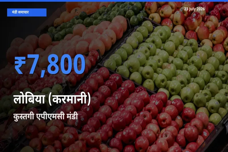 आज लोबिया (करमानी) के सबसे ज़्यादा दाम कुस्तगी एपीएमसी मंडी में दर्ज