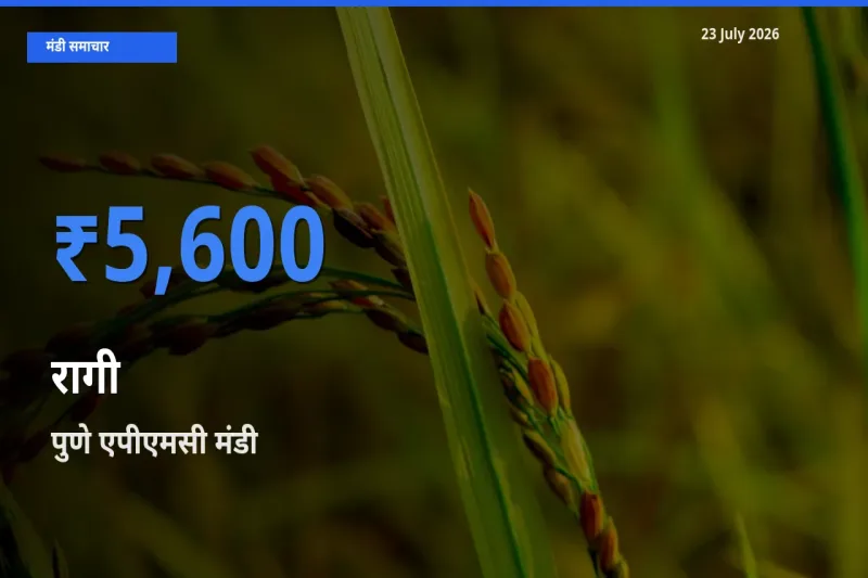 आज रागी के सबसे ऊँचे दाम ₹5,600 पुणे एपीएमसी मंडी में
