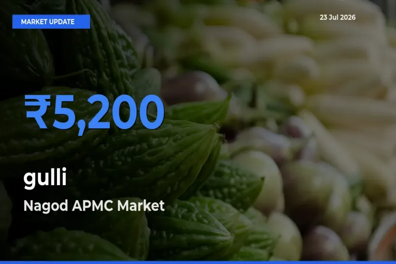 Nagod APMC Tops gulli Rates – July 23 Market Update