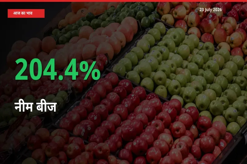 तेज़ तेजी! मंडी में नीम बीज के दाम 204.4% चढ़े