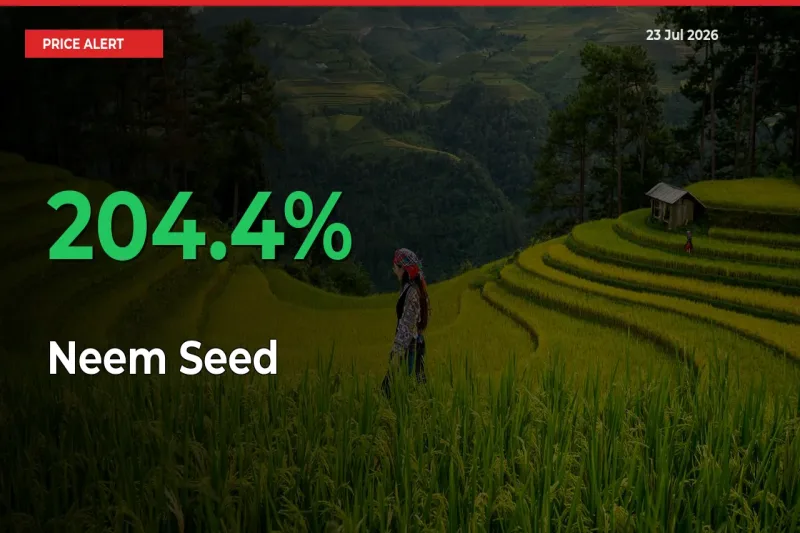 Why Neem Seed Prices Rose 204.4% in a Day at Mandis