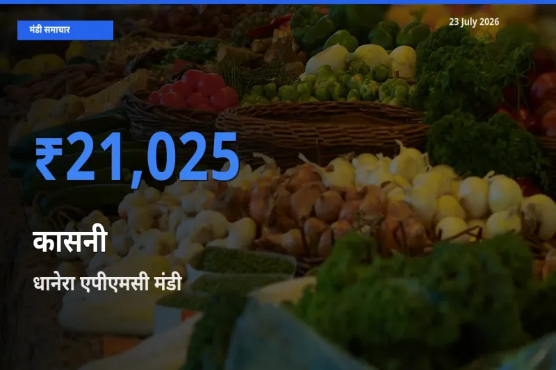 धानेरा एपीएमसी मंडी में आज कासनी के सबसे ऊँचे दाम दर्ज
