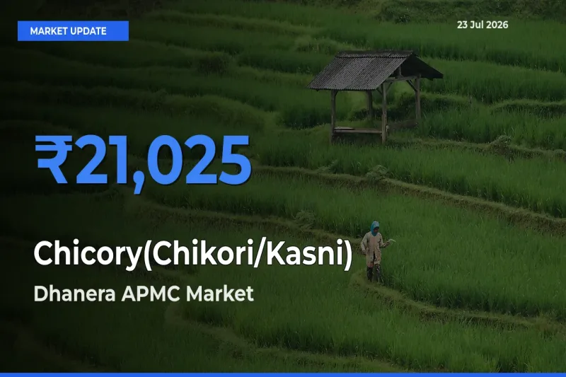 Dhanera APMC Emerges as Top Mandi for Chicory(Chikori/Kasni) Prices Today