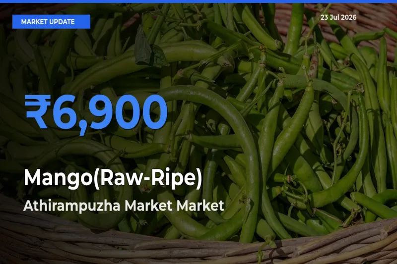 Athirampuzha Market Tops Mango(Raw-Ripe) Mandi Rates Today