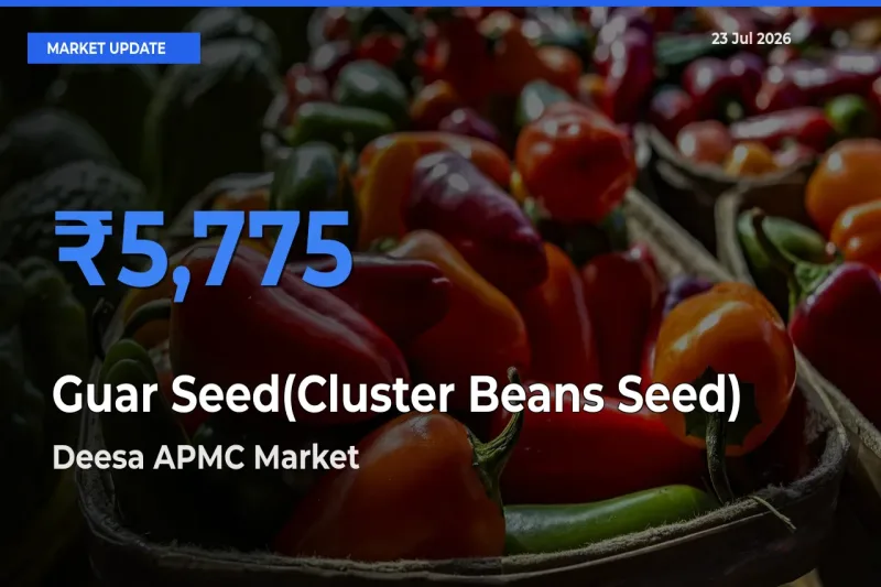 Market Watch: Deesa APMC Becomes Top Mandi for Guar Seed(Cluster Beans Seed)