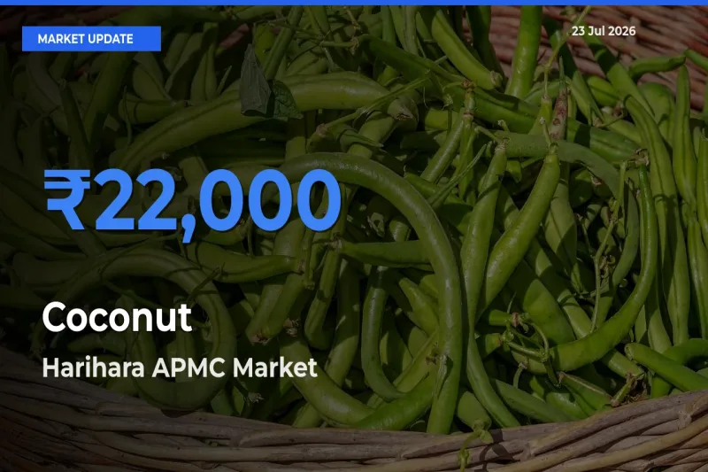 Harihara APMC Tops Coconut Rates – July 23 Market Update