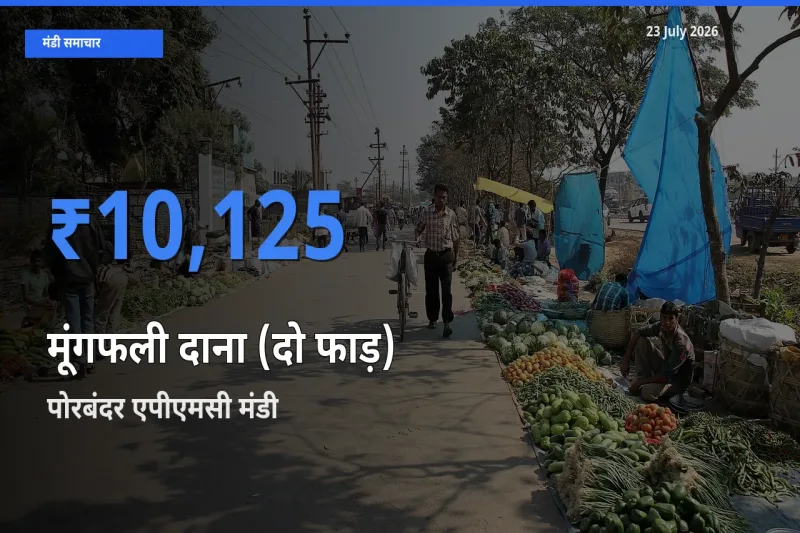 आज का मंडी भाव: मूंगफली दाना (दो फाड़) के सबसे ज़्यादा दाम पोरबंदर एपीएमसी में