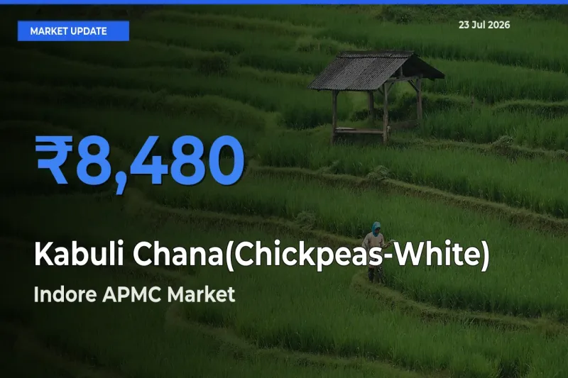 Kabuli Chana(Chickpeas-White) Mandi Rate Today: Indore APMC Tops the List