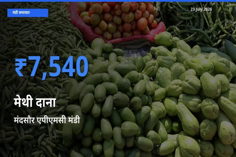 आज मेथी दाना के सबसे ऊँचे दाम ₹7,540 मंदसौर एपीएमसी मंडी में