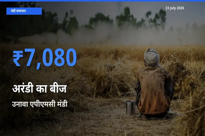 उनावा एपीएमसी मंडी में आज अरंडी का बीज के सबसे ऊँचे दाम दर्ज