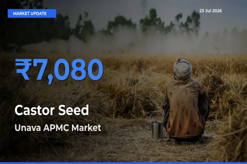 Unava APMC Tops Castor Seed Mandi Rates Today