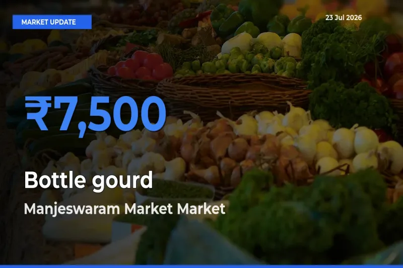 Manjeswaram Market Emerges as Top Mandi for Bottle gourd Prices Today