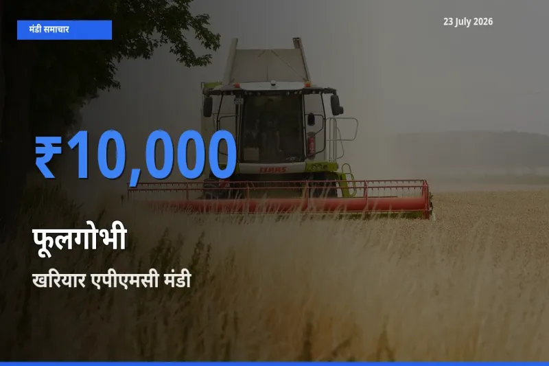 आज का मंडी भाव: फूलगोभी के सबसे ज़्यादा दाम खरियार एपीएमसी में